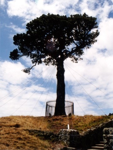 One Tree With Support Wires Near Auckland